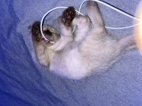 Güzel kızıma yuva arıyorum scottish fold