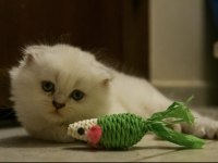 2 aylık scottish fold longhair blue point