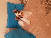 Biewer yorkshire terrier