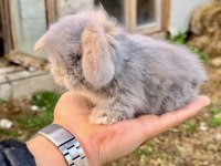 HOLLANDA TAVŞANI TEDDY BLUE VE BEYAZ MAVİ GÖZ