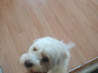 Ücretsiz Maltese Terrier