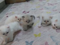 İran kedisi 2 aylık acil