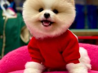 Gerçek Minyatür Pomeranian Boo Yavruları