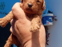 Toy poodle köpeği