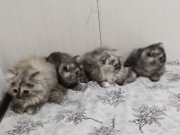 Dört kardeş yeni yuvalarını arıyor