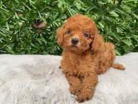 Toy poodle bebekler