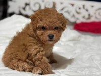 Teddy Face Poodle 