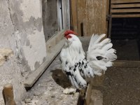 Orijinal İspenç Horoz
