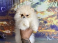 Irk sağlık garanti pomeranian