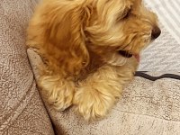 Güzel kızımız KAJU MALTİPOO