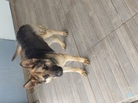 Merhabalar, 9 aylık dişi workline alman kurdu