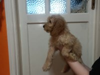 Eğitimli toy poodle