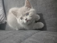 Minik kedilerim british shorthair