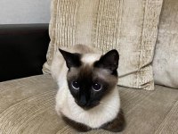 11 AYLIK SİYAM KEDİSİ DİŞİ