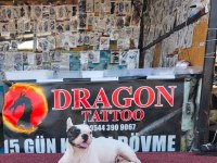 Çok Akılı Bir Dost Köpeğimiz Mecburiyetten Veriyorum