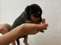 Minyatür pinscher safkan