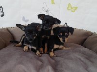 Minyatür pinscher bebekler