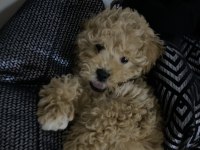 Maltipoo bebek