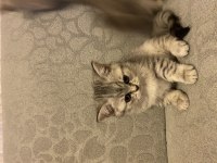 1.5 Aylık Dişi British Shorthair Silver