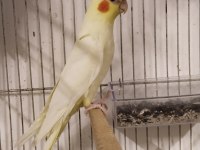 Damızlık erkek ve dişi takım sultan papağanlar