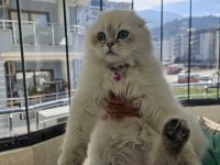 Scottish Fold blue point beyaz