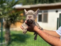 Mükemmel Kalite French Bulldog Yavru