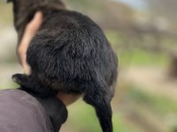 Kaliteli Orjinal Belçika Kurdu İsteyenler