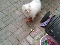 6 aylık pomeranian