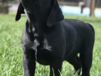 Üst Kalite Labrador Retriever Yavruları Muhteşem Formda