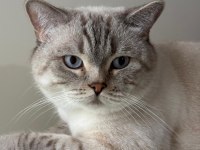 Çok tatlı ve uysal British Longhair