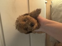 2 aylık Toy Poodle yavruları