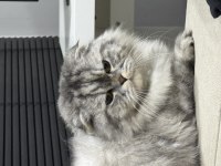 Kedimize Acil Yeni Yuva Arıyoruz