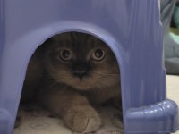 British longhair blue point cinsi 9 aylık erkek