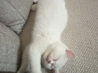 Scottish fold yavru kedimiz