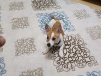 6 aylık terrier yavrumuz