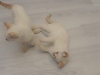 Sevimli british longhair kediler