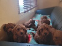 Toy poodle köpeği
