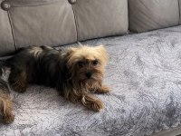 Safkan Yorkshire Terrier Dişi