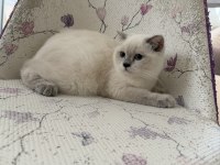 Bal Küpü Tatlı Scottish Fold