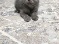 2 aylık scottish fold yavrularımız