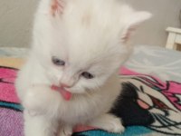 Son Beyaz Ayı Surat British Shorthair Bebeğimiz