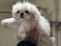 Tea cup kore kan maltese yavrumuz