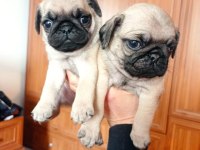 Pug erkek ve dişi yavru