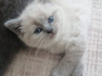 Bebiş Kedilerim