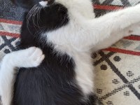 Çekingen kedidir ama sevdimi tam seviyor