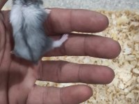 Ele alışkın gonzales hamster yavruları