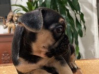 Egzotik French Bulldog Bebekleri