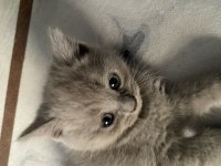 Sevimli british shorthair yavrularımız (erkek)