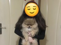 Teddy bear safkan erkek pomeranian