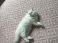 2 aylık orijinal british longhair